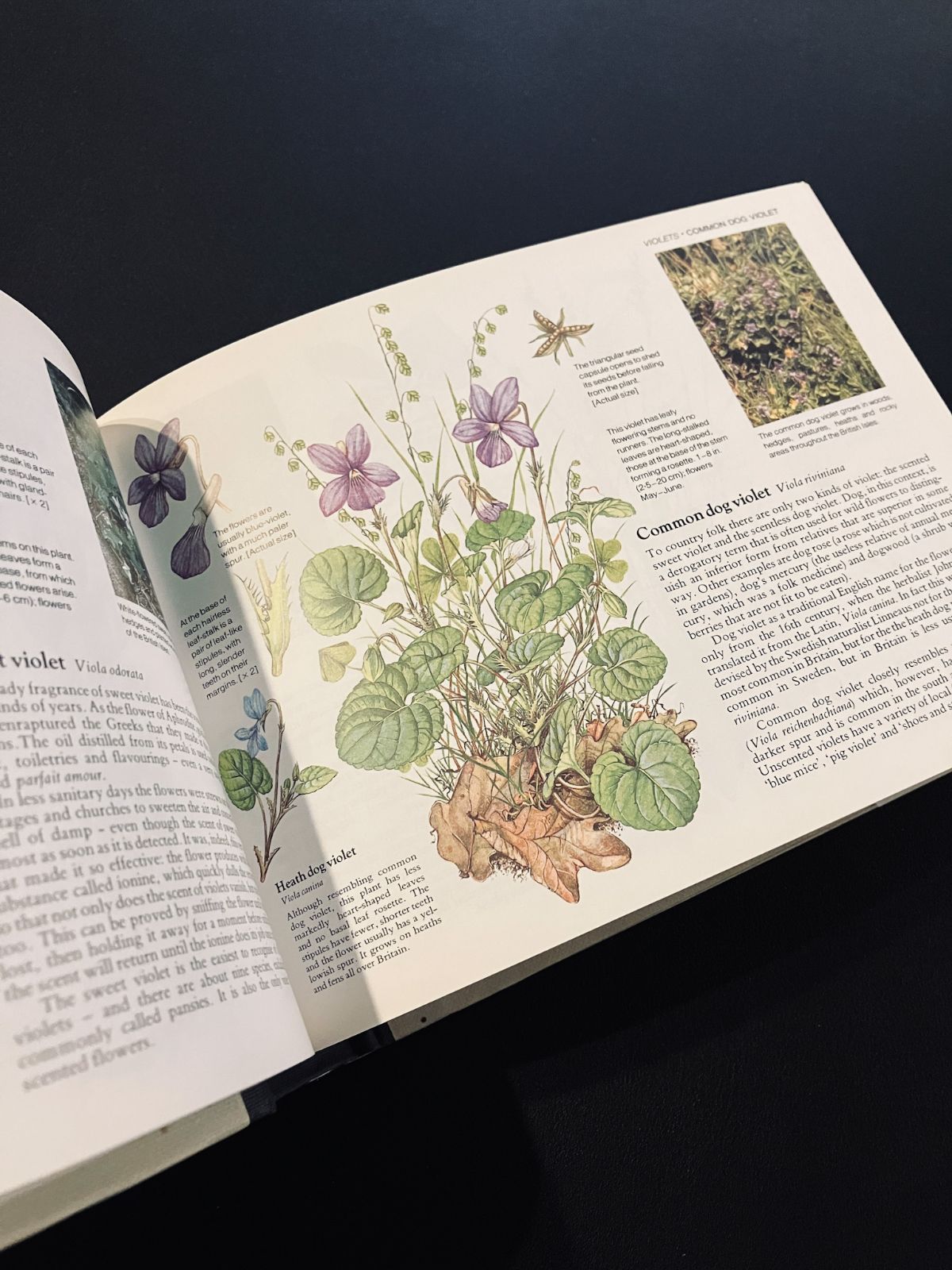 イギリスの野生植物図鑑 Wild Flowers of Britain - メルカリ