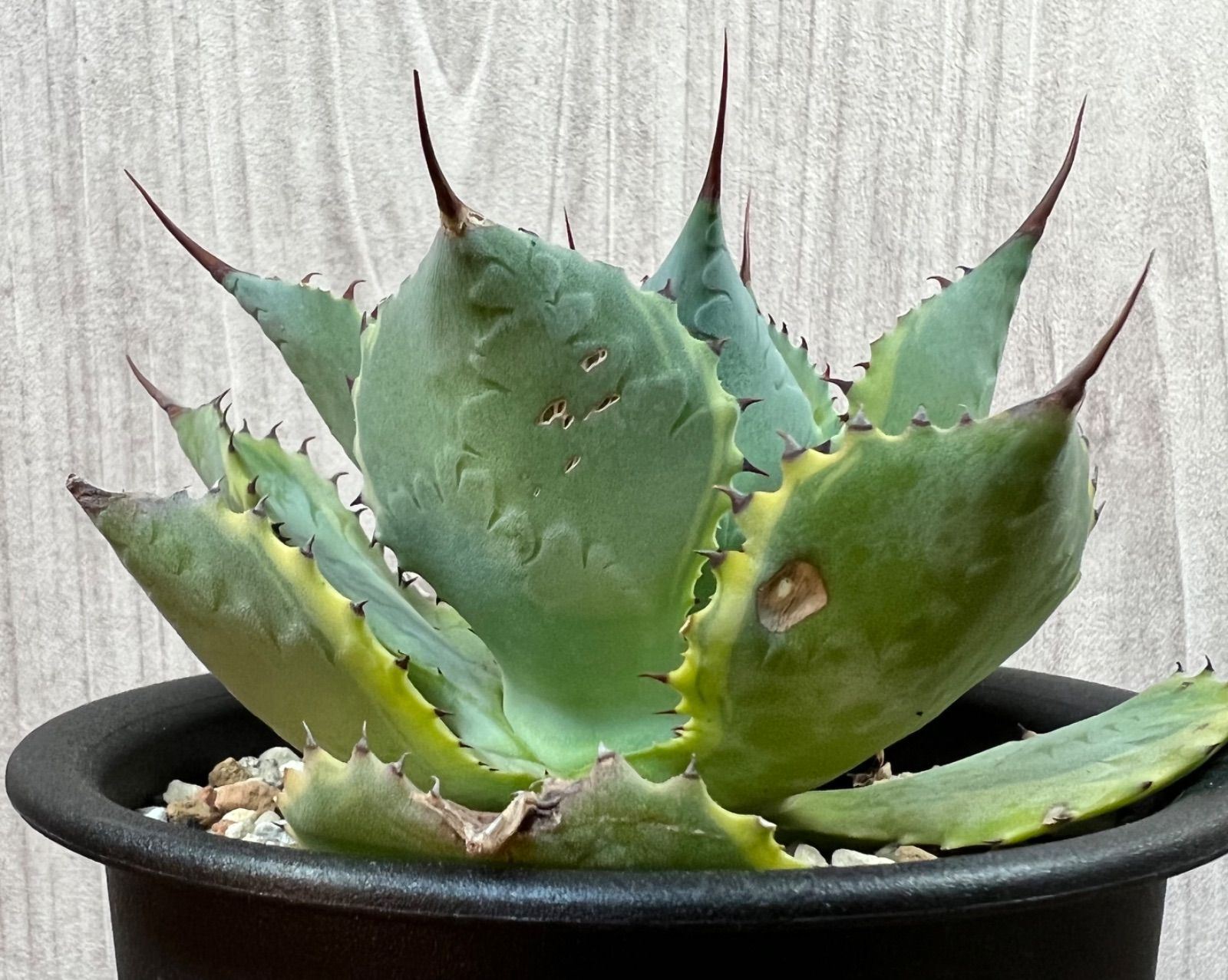 アガベ 珍品 ローファンサ黄覆輪班 アガベ 笹の雪 黄覆輪鮮明斑