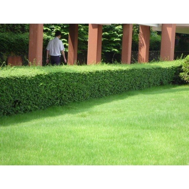 キンメツゲ樹高0.6m前後15cmポット