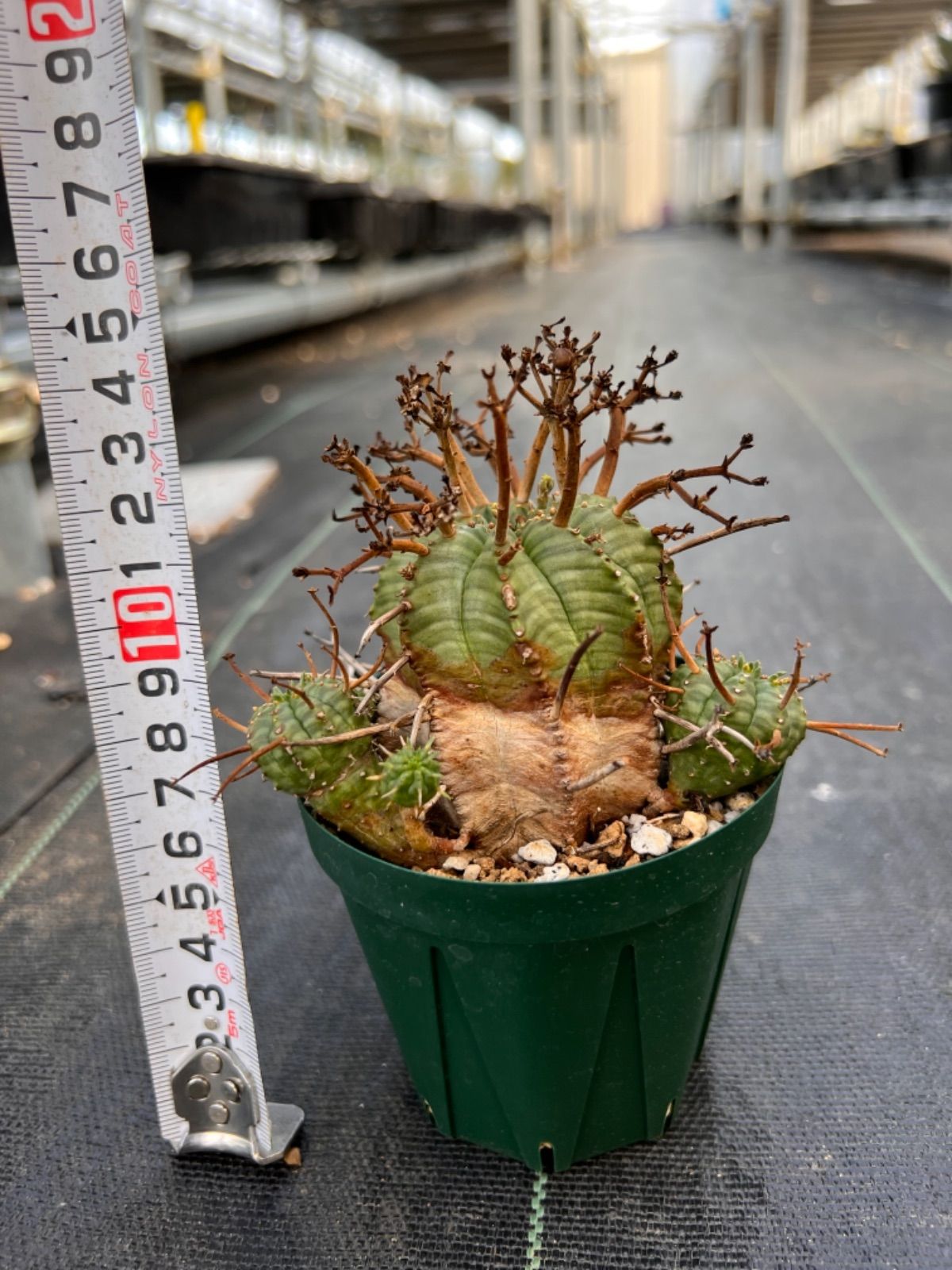 親株の出品です✌︎ ユーフォルビア スーパーバリダ ※子吹きいっぱい