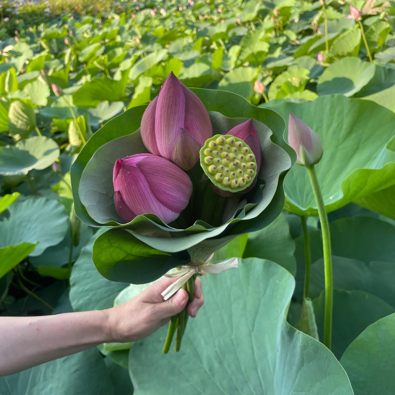 ハスの花 ベトナム式ミ二ブーケ 「誠蓮」 - メルカリ