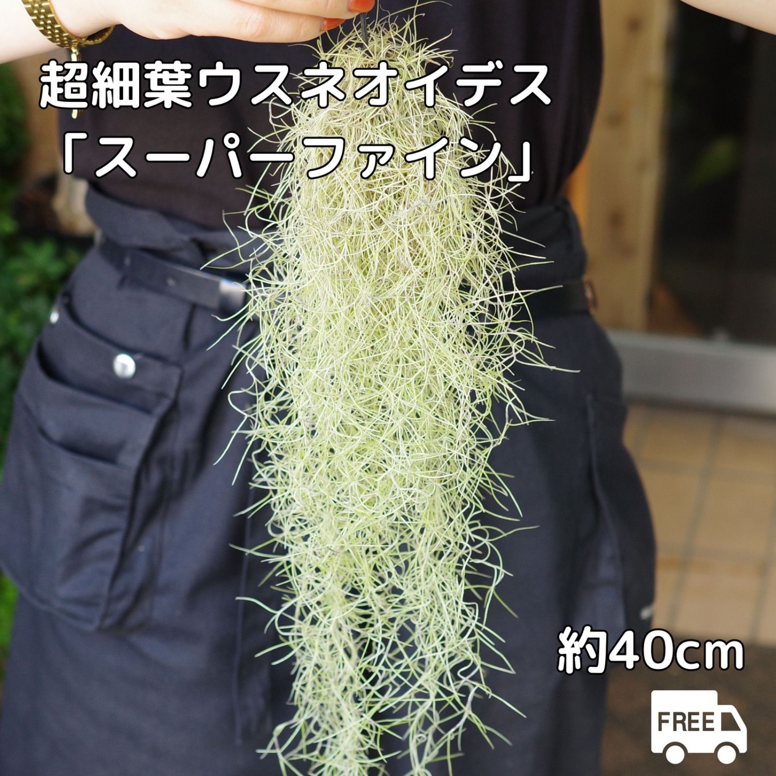 超細葉スパニッシュモス 「スーパーファイン」40cm ウスネオイデス