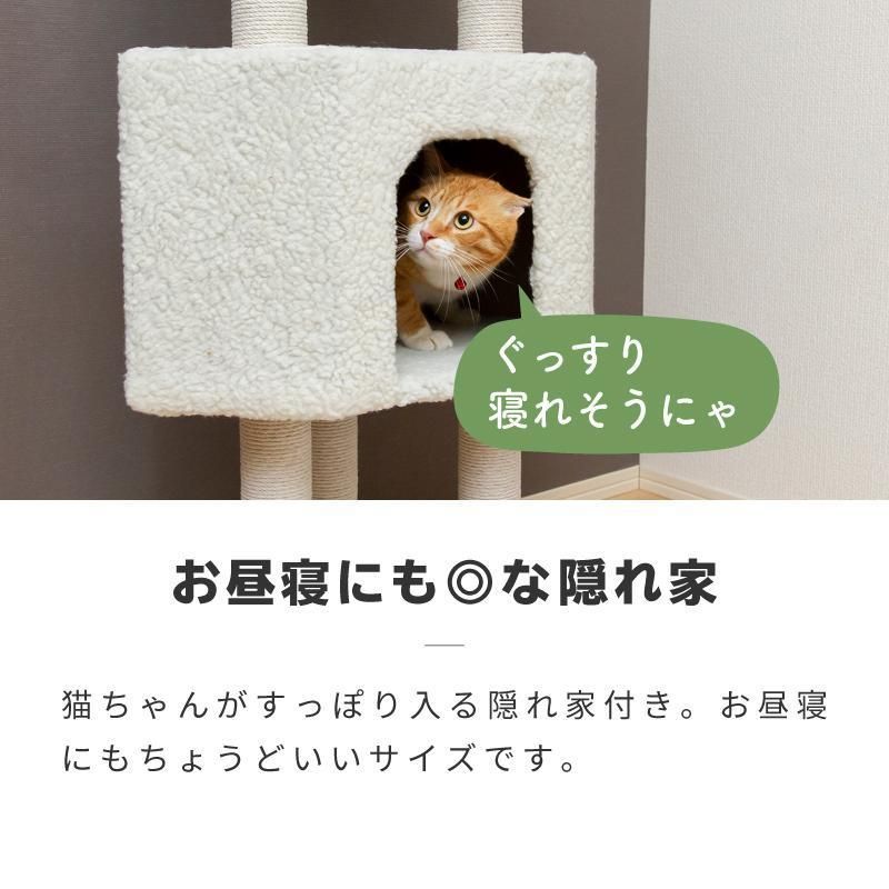 仔猫 子猫
