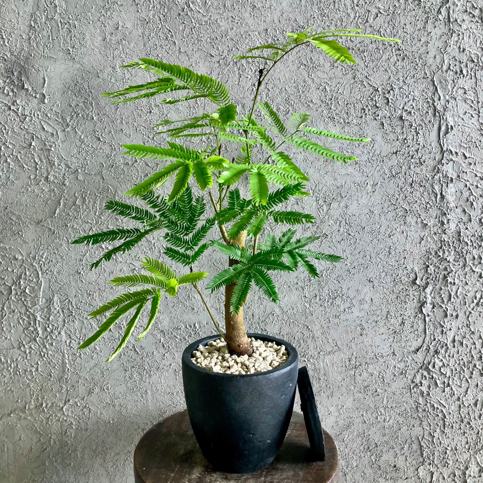 光触媒 光の楽園 パキラツリー 高さ 1.8m【インテリア フェイク