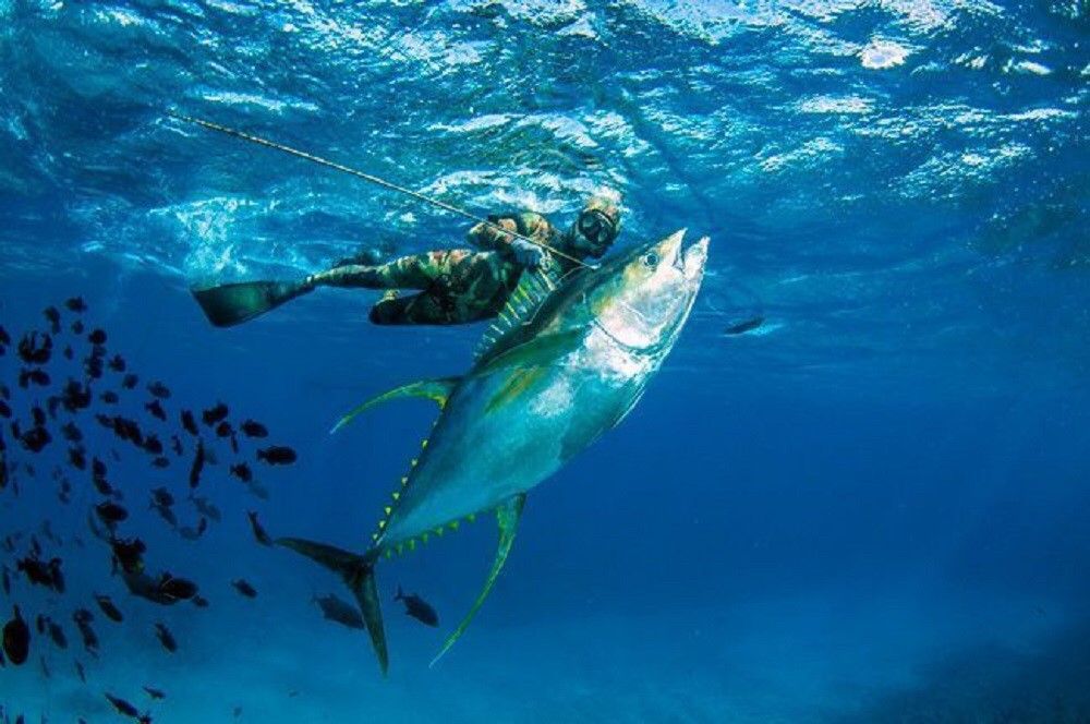 魚突き