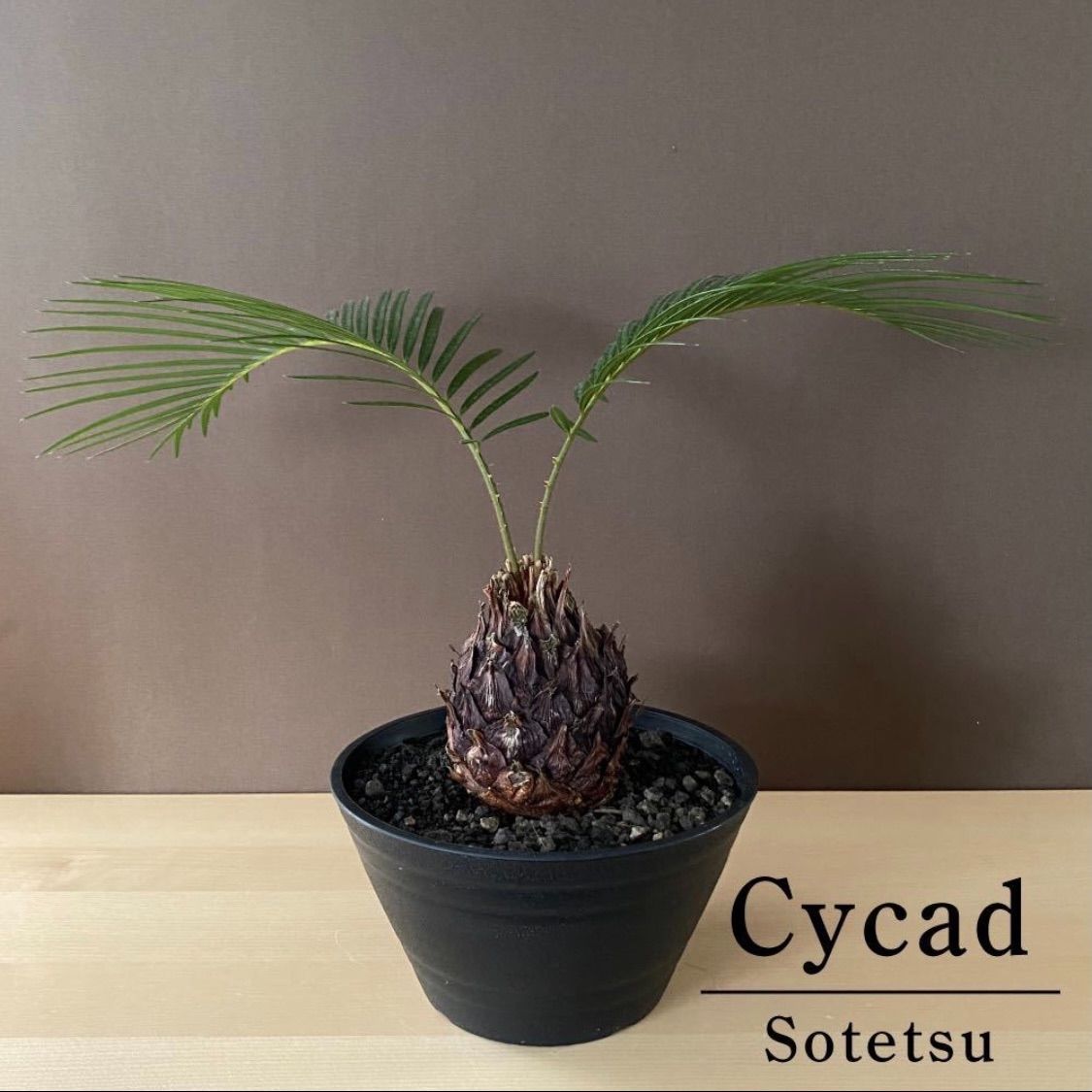 ソテツ ヤシの木 観葉植物 ガーデニング 多肉植物 サボテン