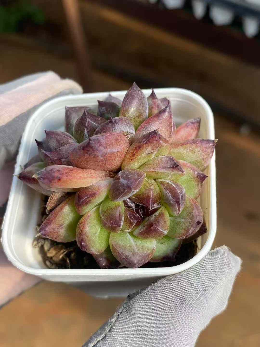 新発売 C6062 ジェニー美人 105苗セット 土と根付き 多肉植物