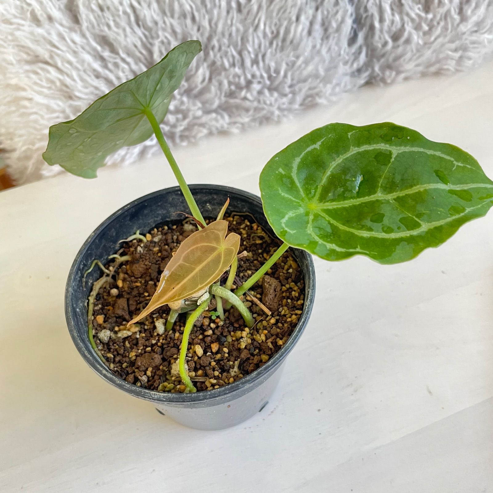 希少】 アンスリウム フォルゲッティ Anthurium forgetii - メルカリ