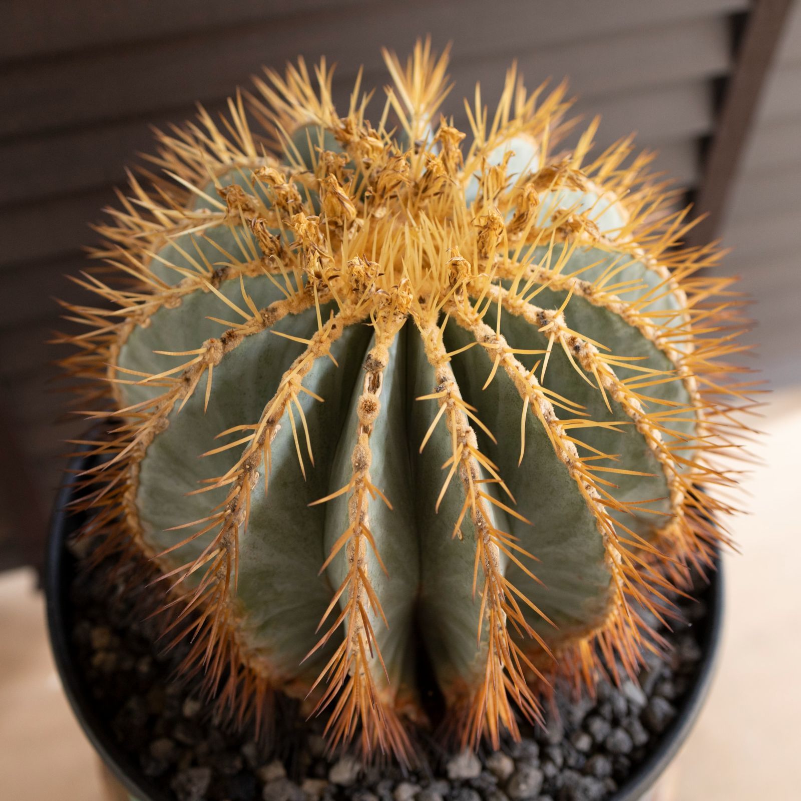 発根済】30cm 王冠竜 群生株 フェロカクタス ブルーバレルカクタス