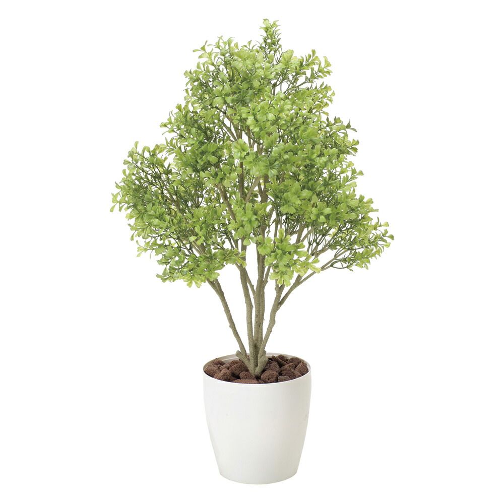 オリーブの木,た植物/観葉植物 シプレッシーノ『特大、綺麗な樹形