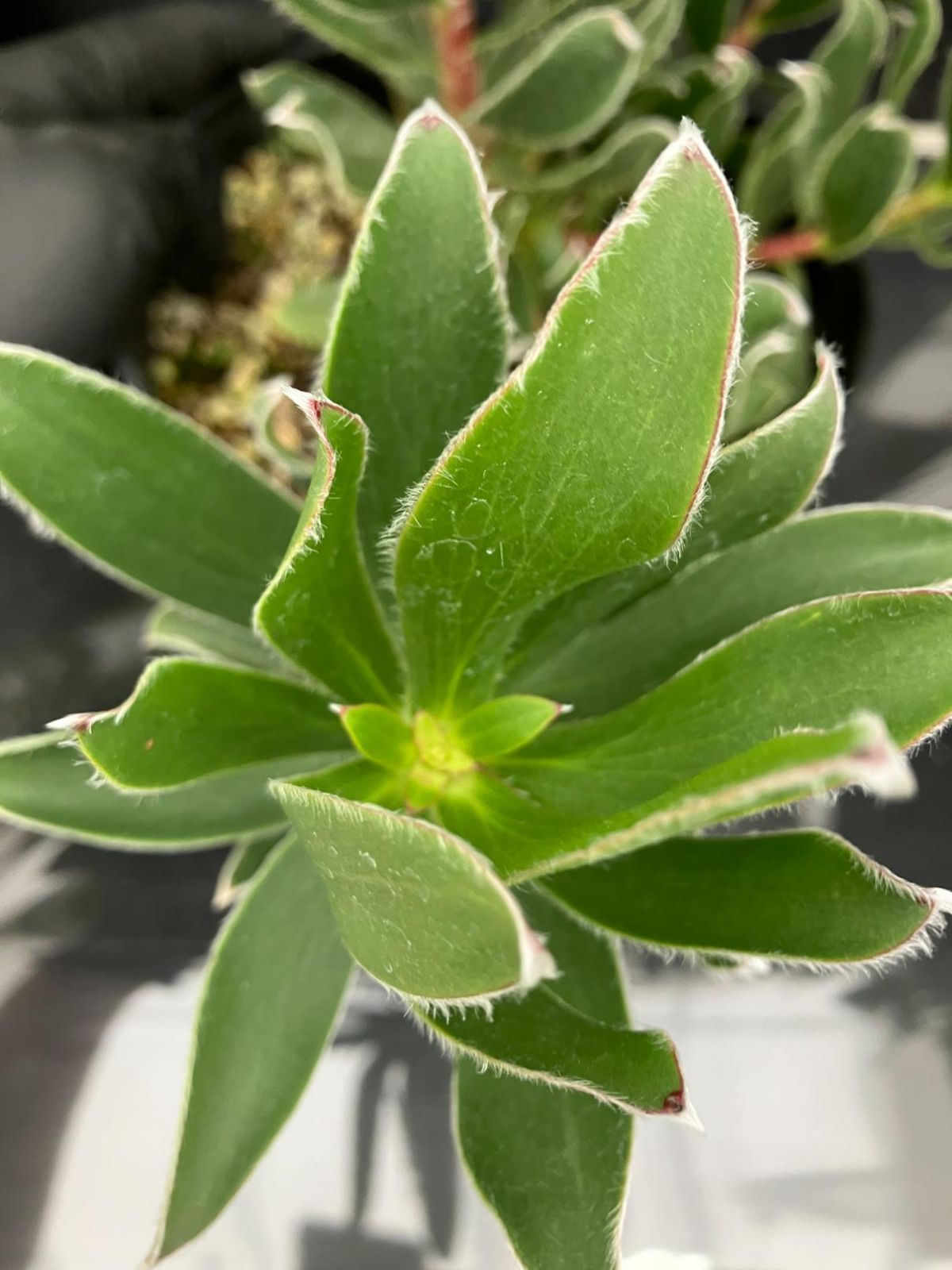 5寸 6株ケース販売