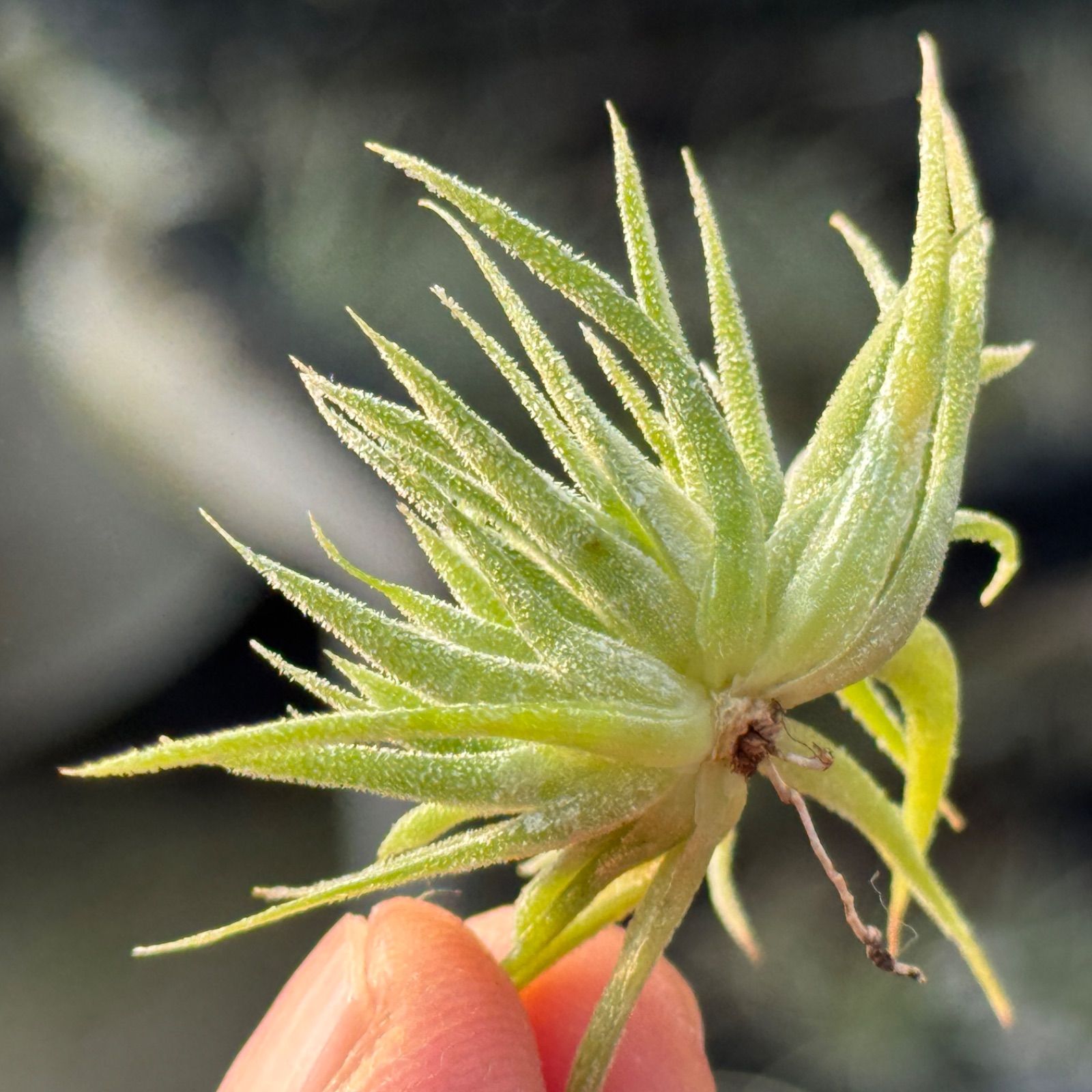 チランジア イオナンタ モンストローズ Tillandsia ionantha