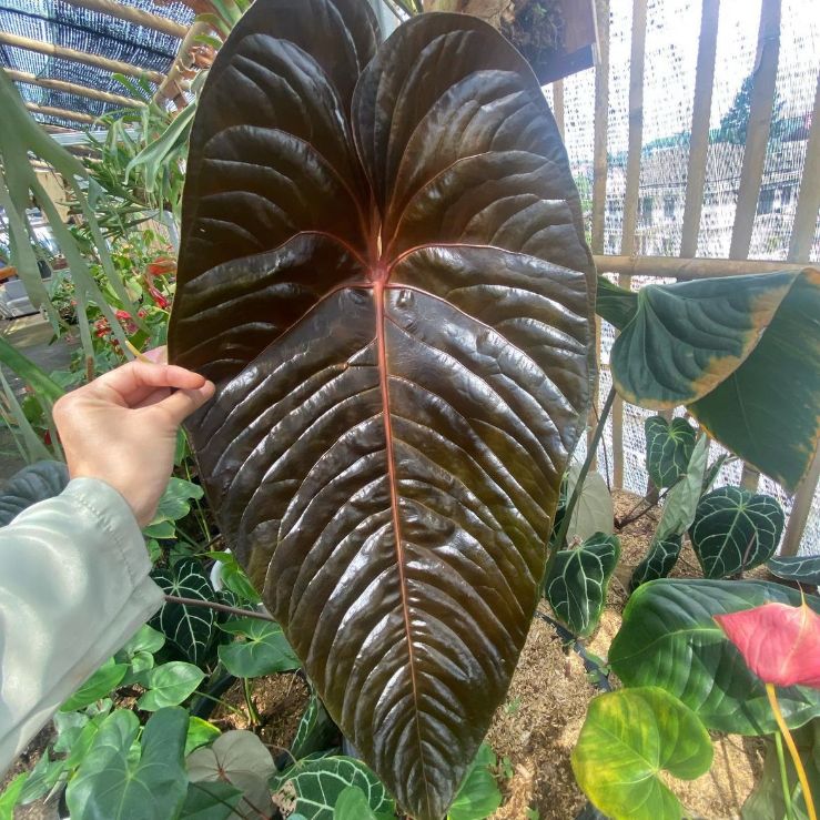 アンスリウム ロムズレッド アンスリウム ロムズレッド 大株 葉数多め