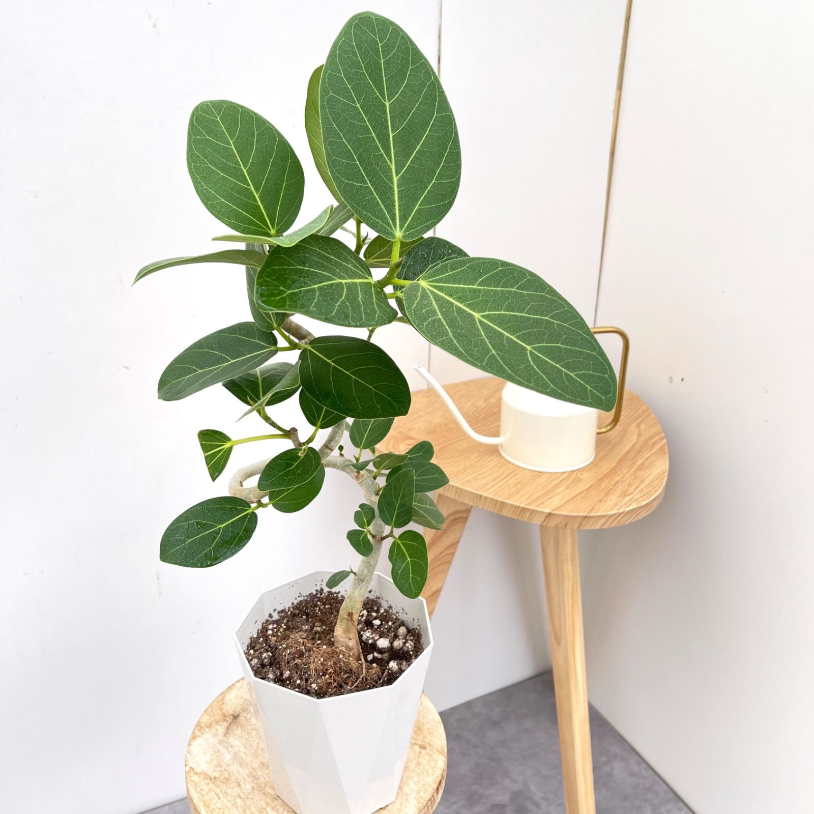 現品】フィカス・ベンガレンシス 曲がり 5号ポット（1