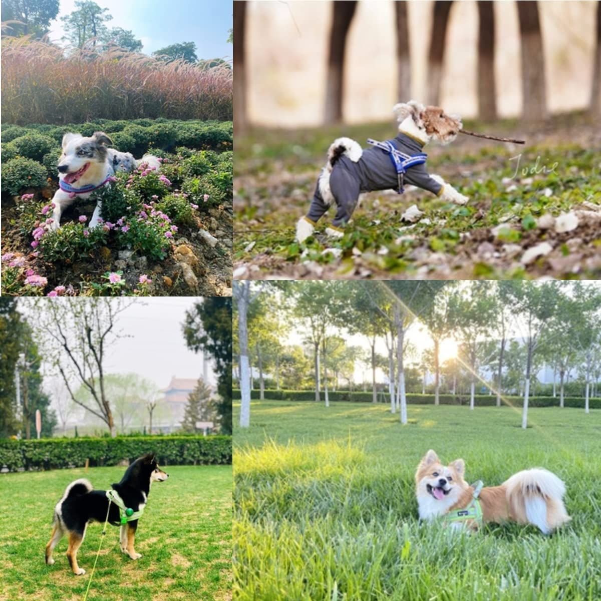 ネオプラン素材 小型犬