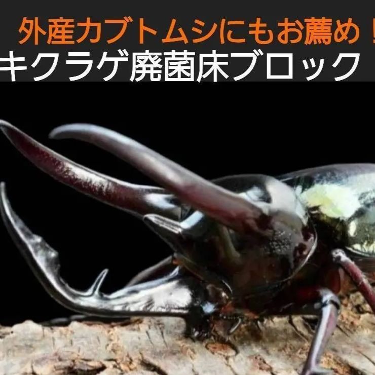 キクラゲ廃菌床【3ブロック】クワガタの産卵に！発酵マットに埋め込