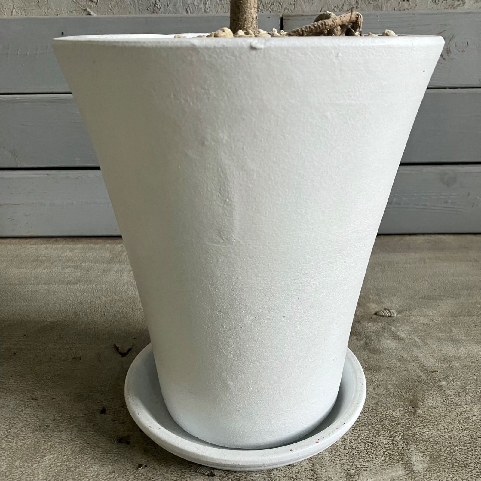 7号 テラコッタ鉢植え