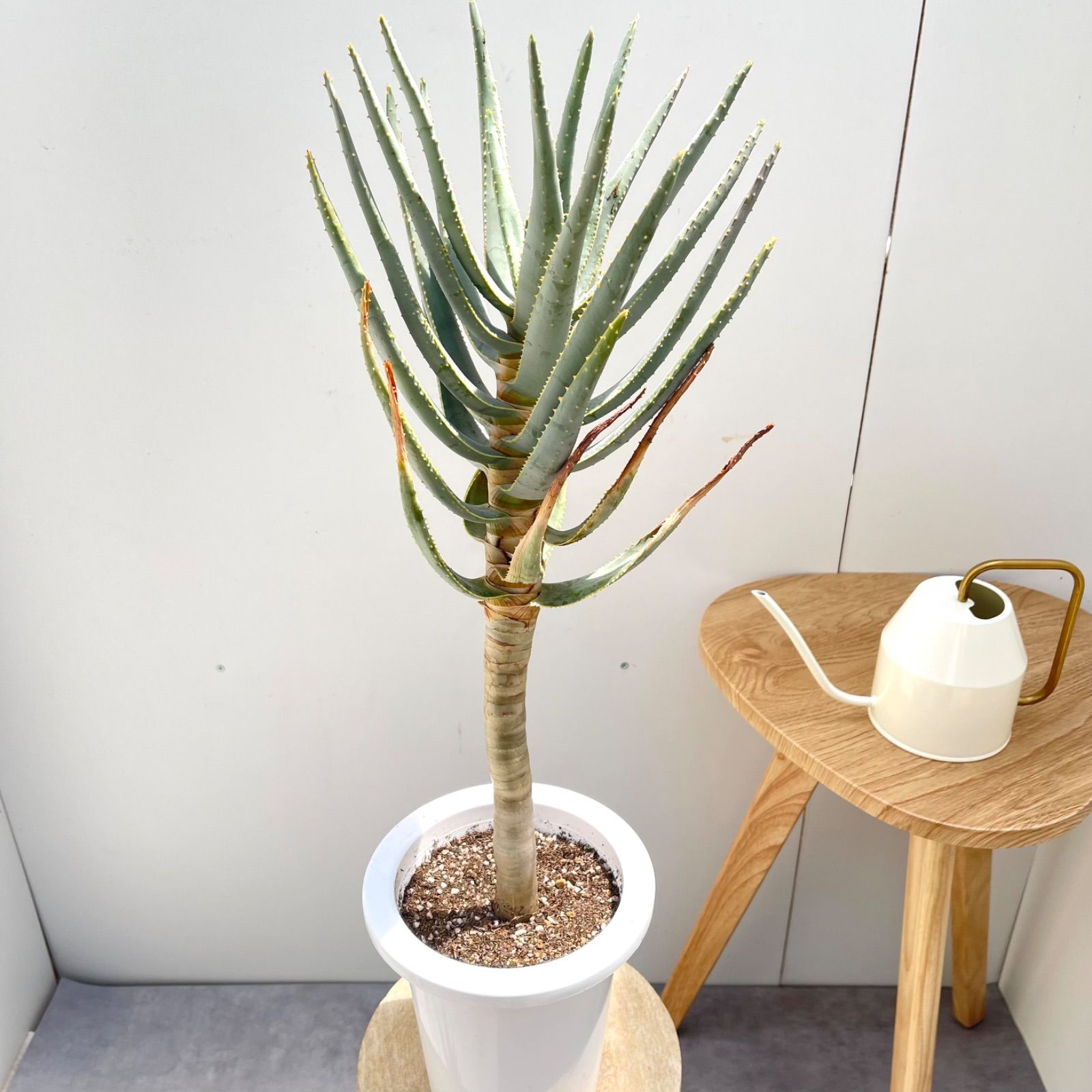 売約済※ アロエ デコトマ 【現品】観葉植物 室内 6号 2024 アロエ