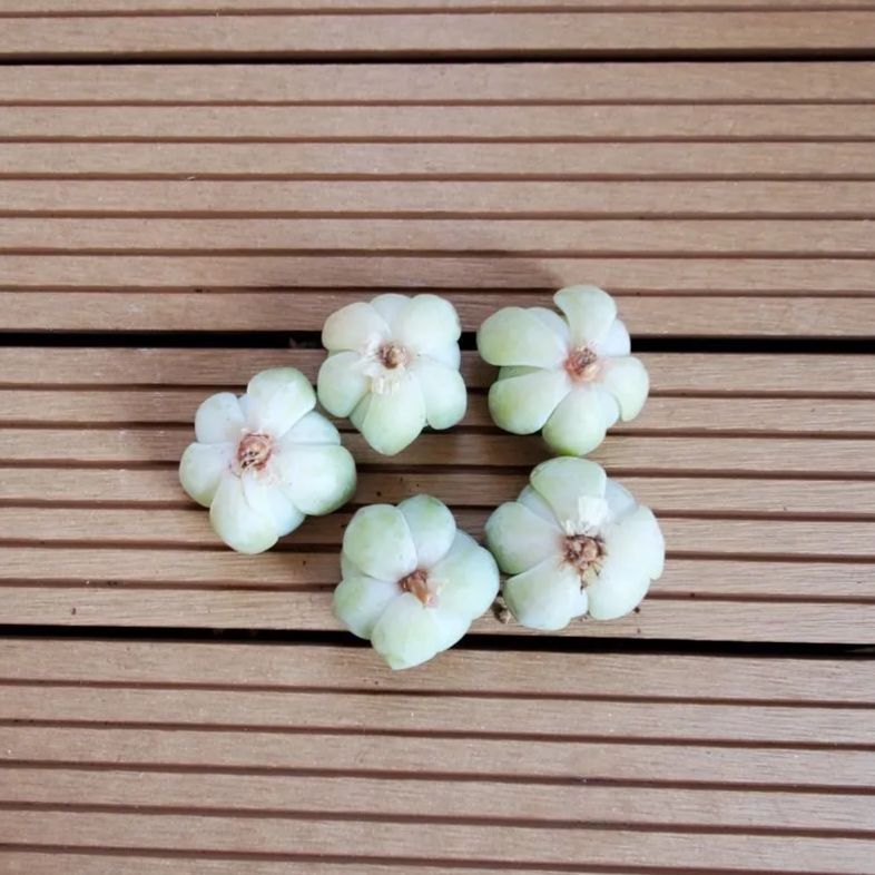 ゆりりん様 7苗 メルカリ便送料込 ゆりりん様 7苗 メルカリ便送料込 メルカリで売れた抜き苗の梱包方法