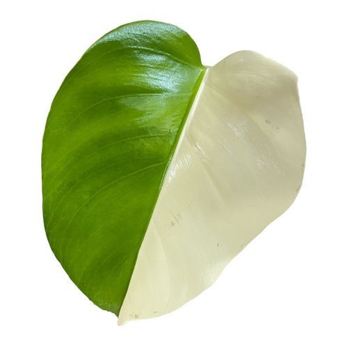 モンステラ　ホワイトタイガー　４号 モンステラ ホワイトタイガー 4号