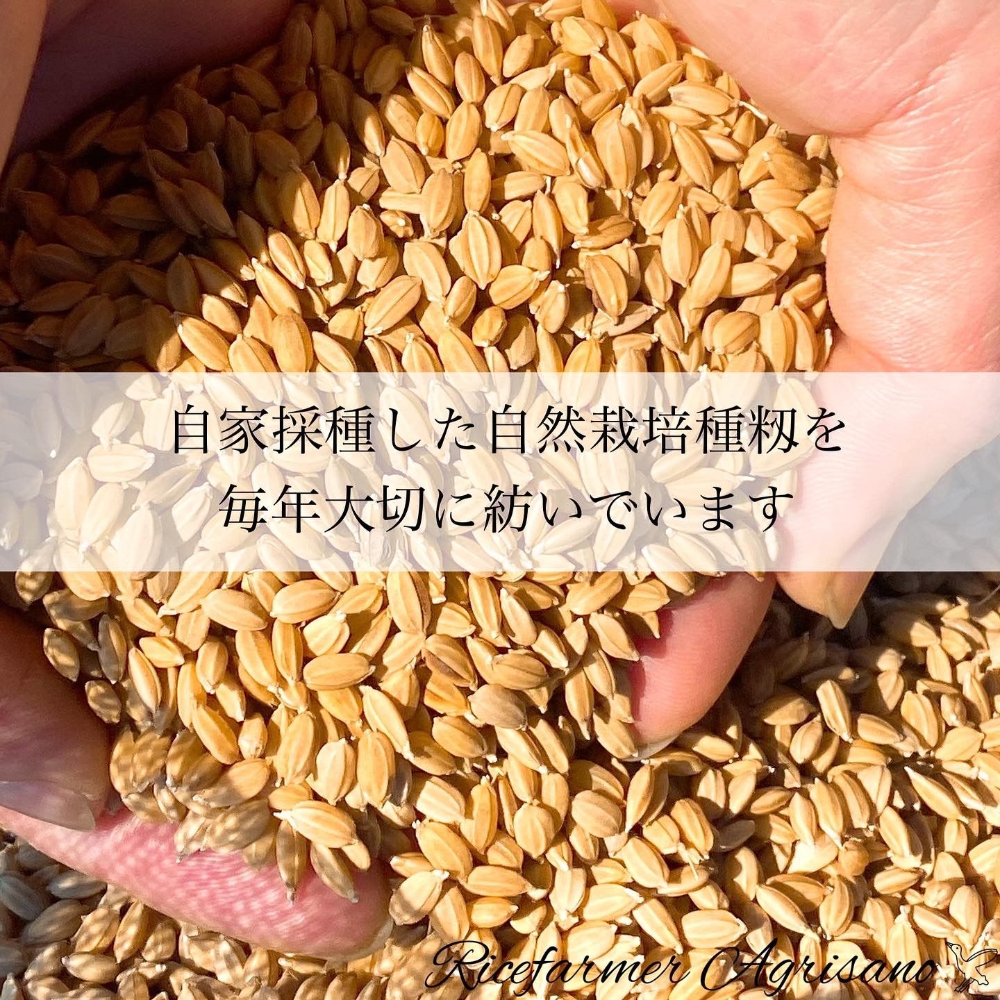新しく着き 令和4年度産/朝日(玄米) 重量：20kg 栽培方法：自然栽培 米