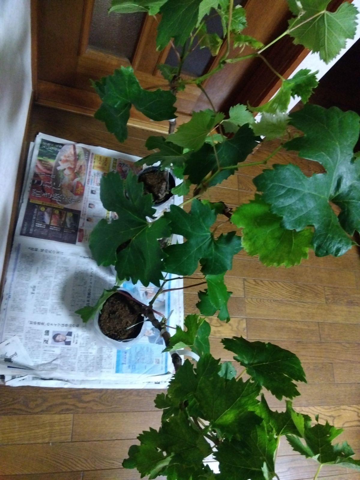 クイーンニーナ苗木 3株