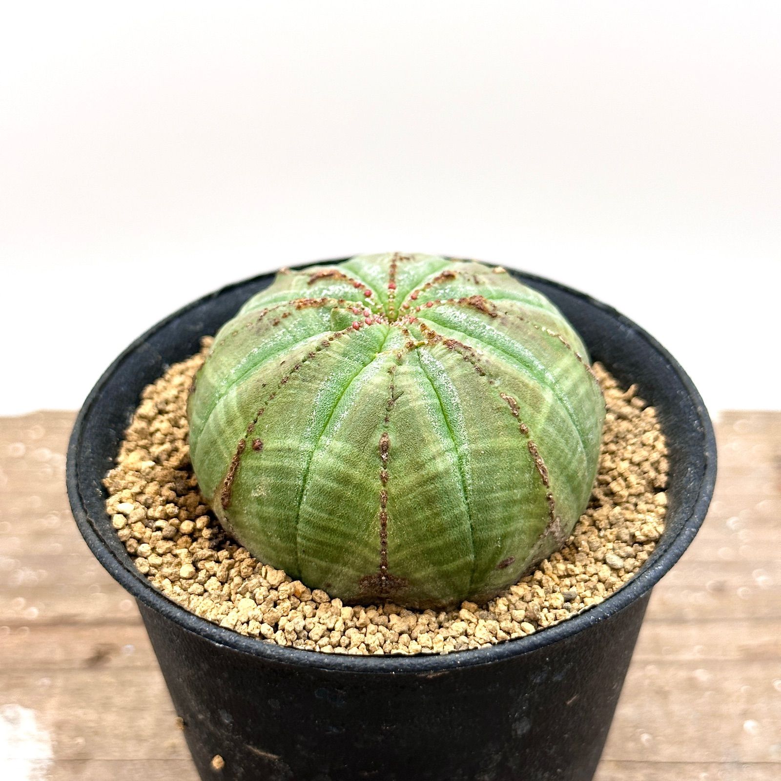 レア実生！　クレメルシー　ユーフォルビア　多肉植物　塊根植物　国内実生 レア実生！ クレメルシー ユーフォルビア 多肉植物 塊根植物