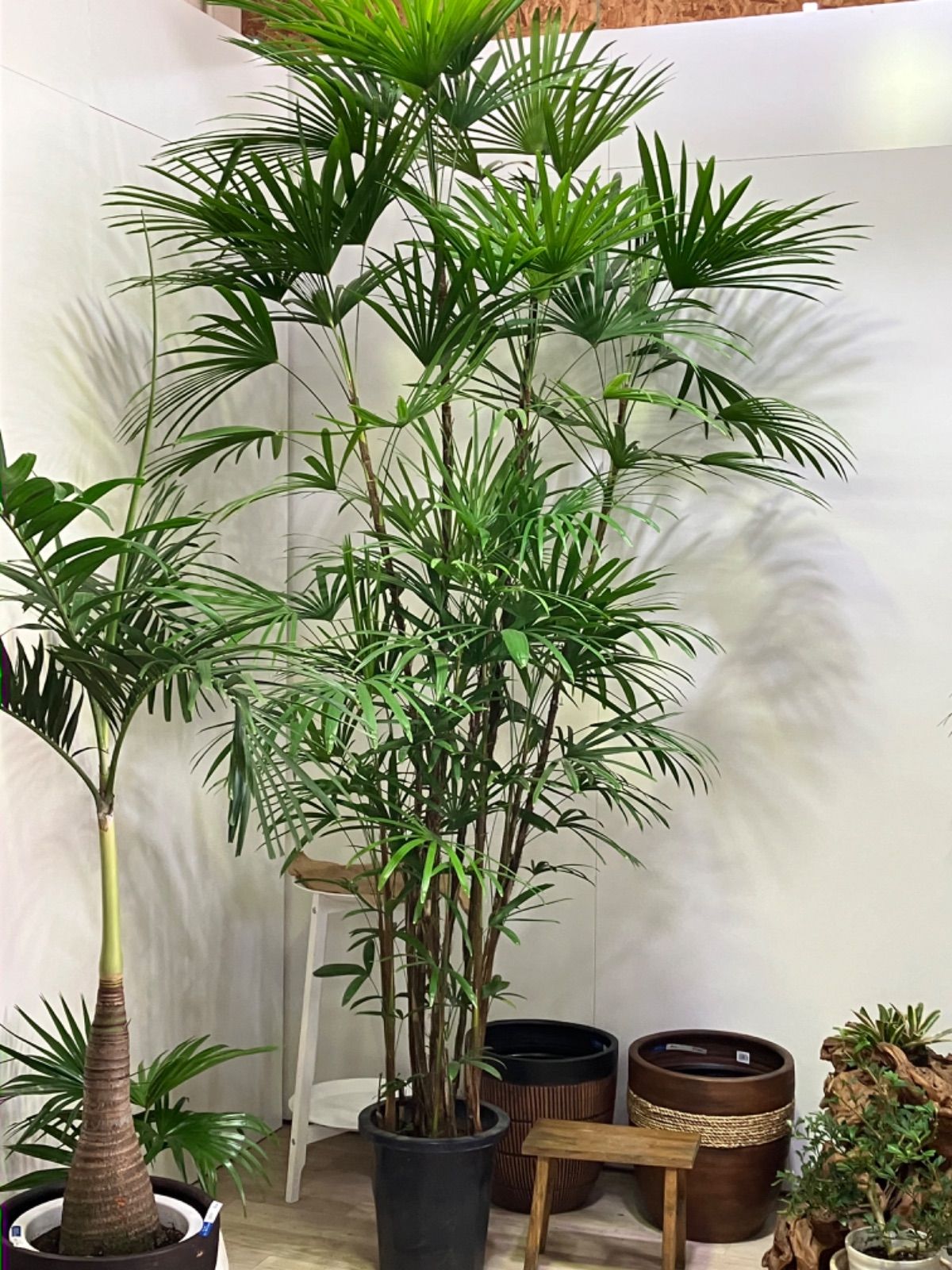 秀逸。山採りドウダンツツジ。 秀逸。山採りドウダンツツジ。 秀逸。山採りドウダンツツジ。 繊麗一点