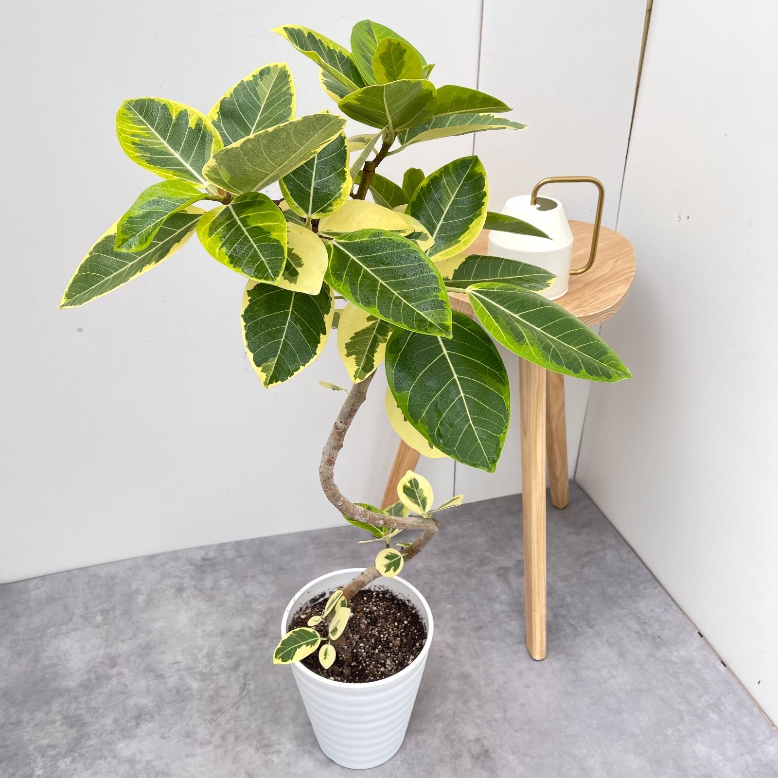 フィカス アルテシマ 曲がり 9 現品 観葉植物 室内 7号