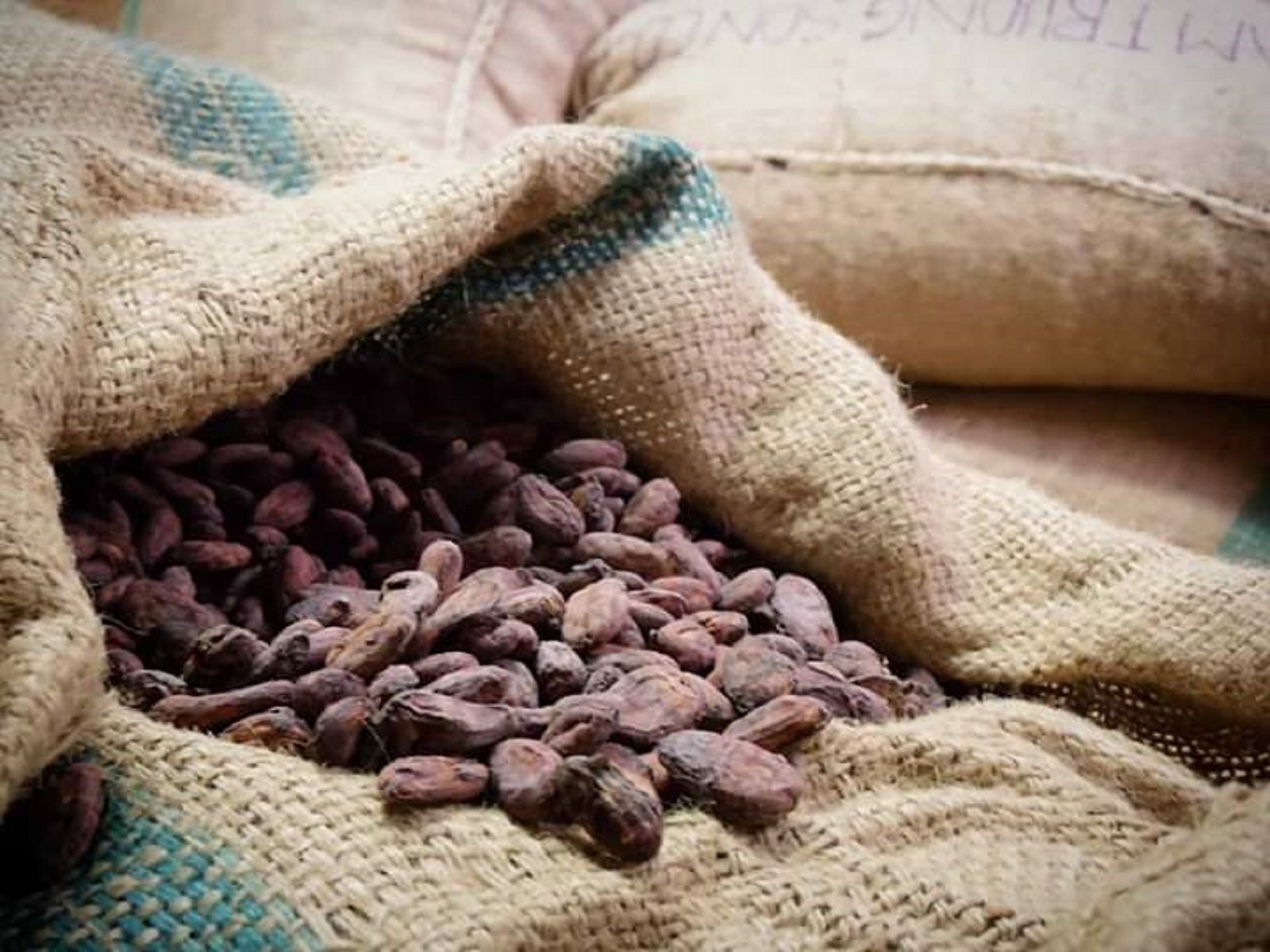 レア！ピンクハウス 花飾り 紫 ※お値下げ不可 業界最大級の品揃え