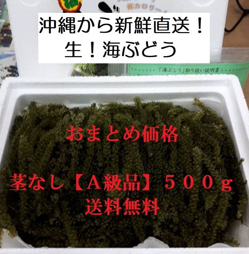 メルカリShops - 【沖縄】茎なしA級品 生！海ぶどう５００ｇ（シークヮーサー果汁入りタレ付き）