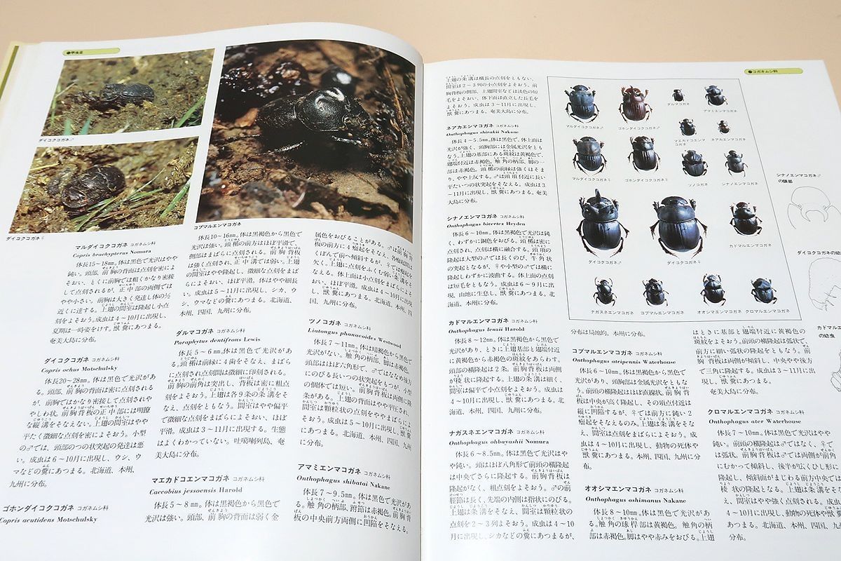 世界文化生物大図鑑 昆虫Ⅰ 昆虫Ⅱ 改訂新版 世界文化生物大図鑑 昆虫 1、2の2冊 / (有)よみた屋