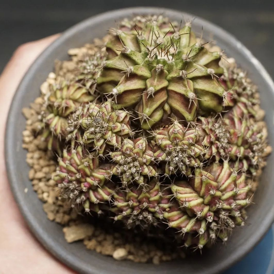 Gymnocalycium ギムノカリキウム