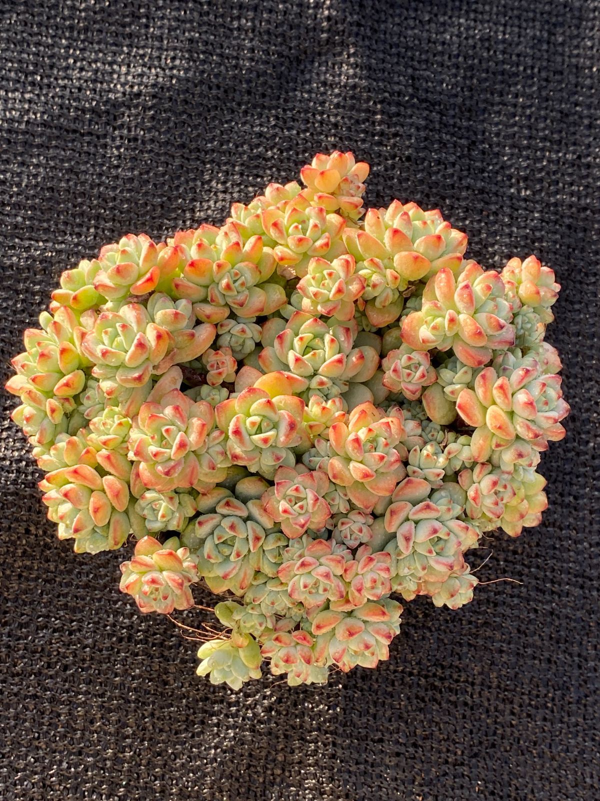 k514r122 ローズガーデン ホワイトワイヤーのトルソーオブジェ 152㎝