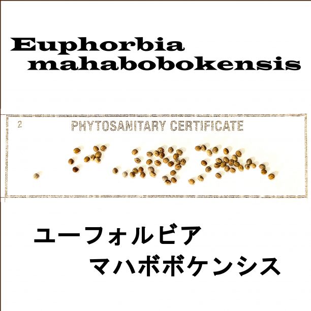 6月入荷 5粒 ユーフォルビア マハボボケンシス 種子 種 証明書