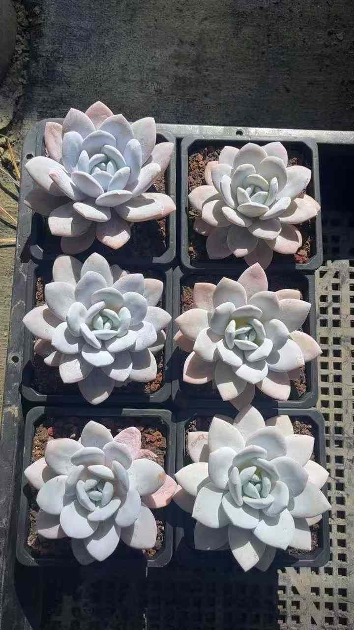 WBLHF2146×24 セツレンロウカブ 抜き苗 多肉植物 アエオニウム エケベリア 韓国苗