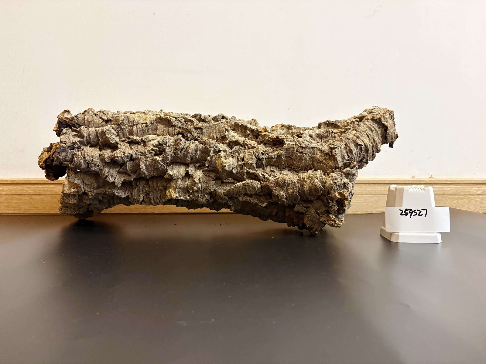 キャノンコルク