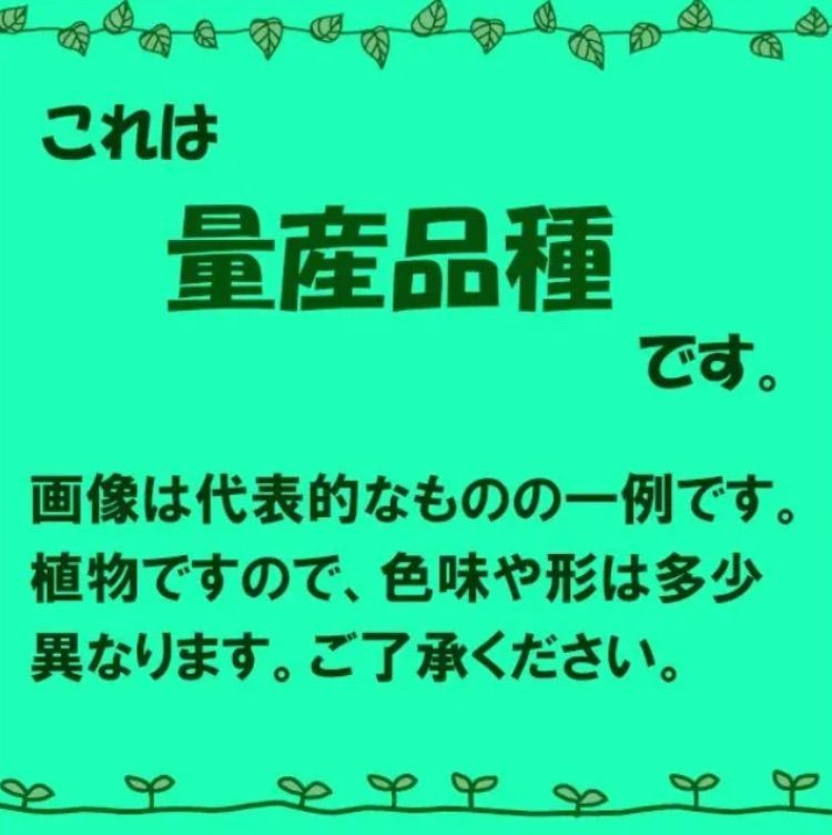 アガベ チタノタ オテロイ 発根済み agave titanota oteroi-5