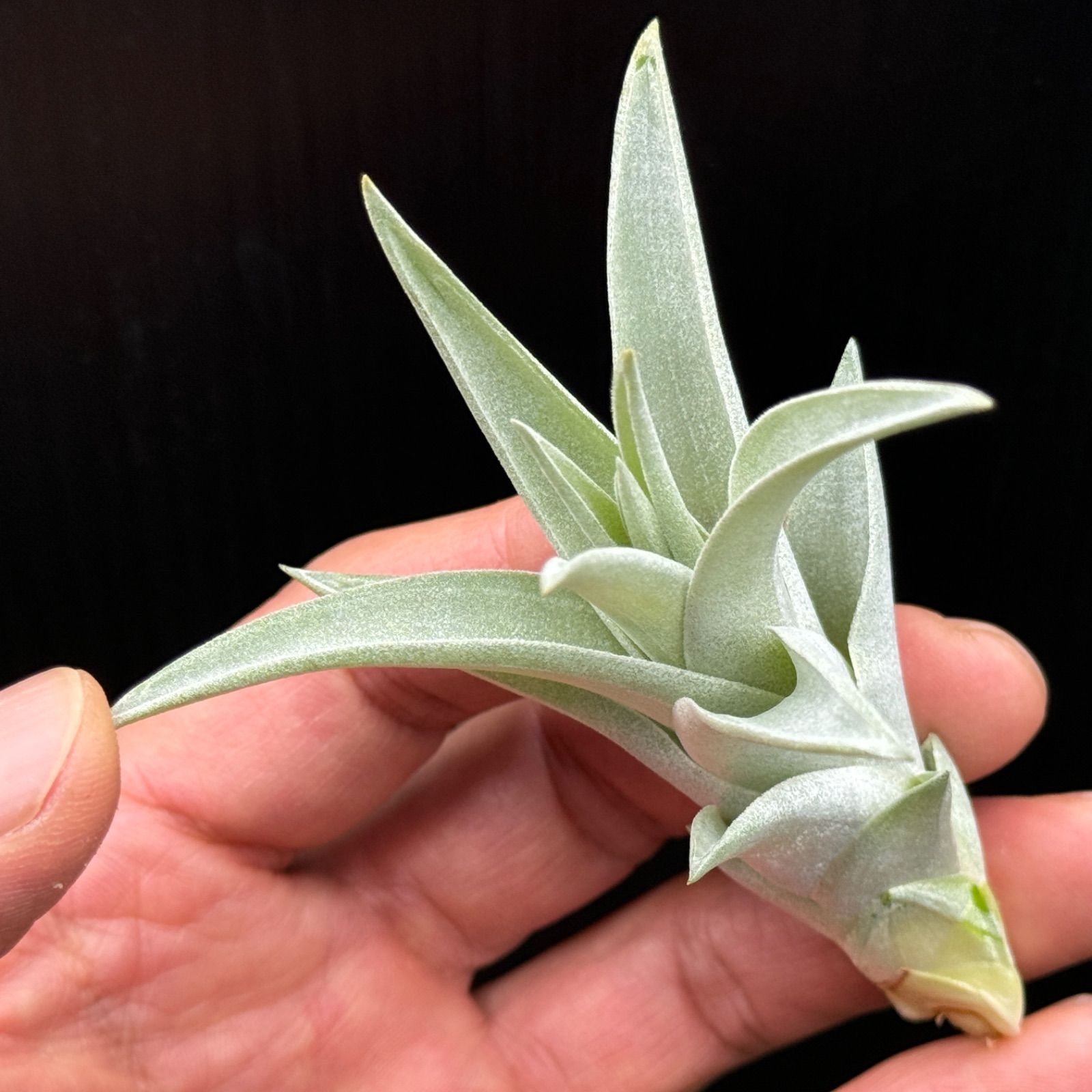 チランジア ハリシー × キセログラフィカ Tillandsia harrisii