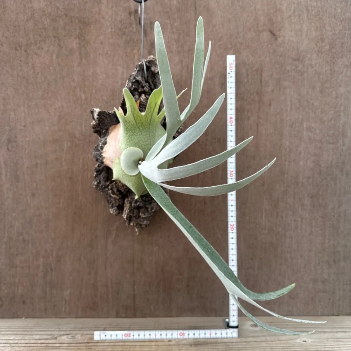 コウモリラン ベイチーシルバーフロント Patycerium veitchii cv