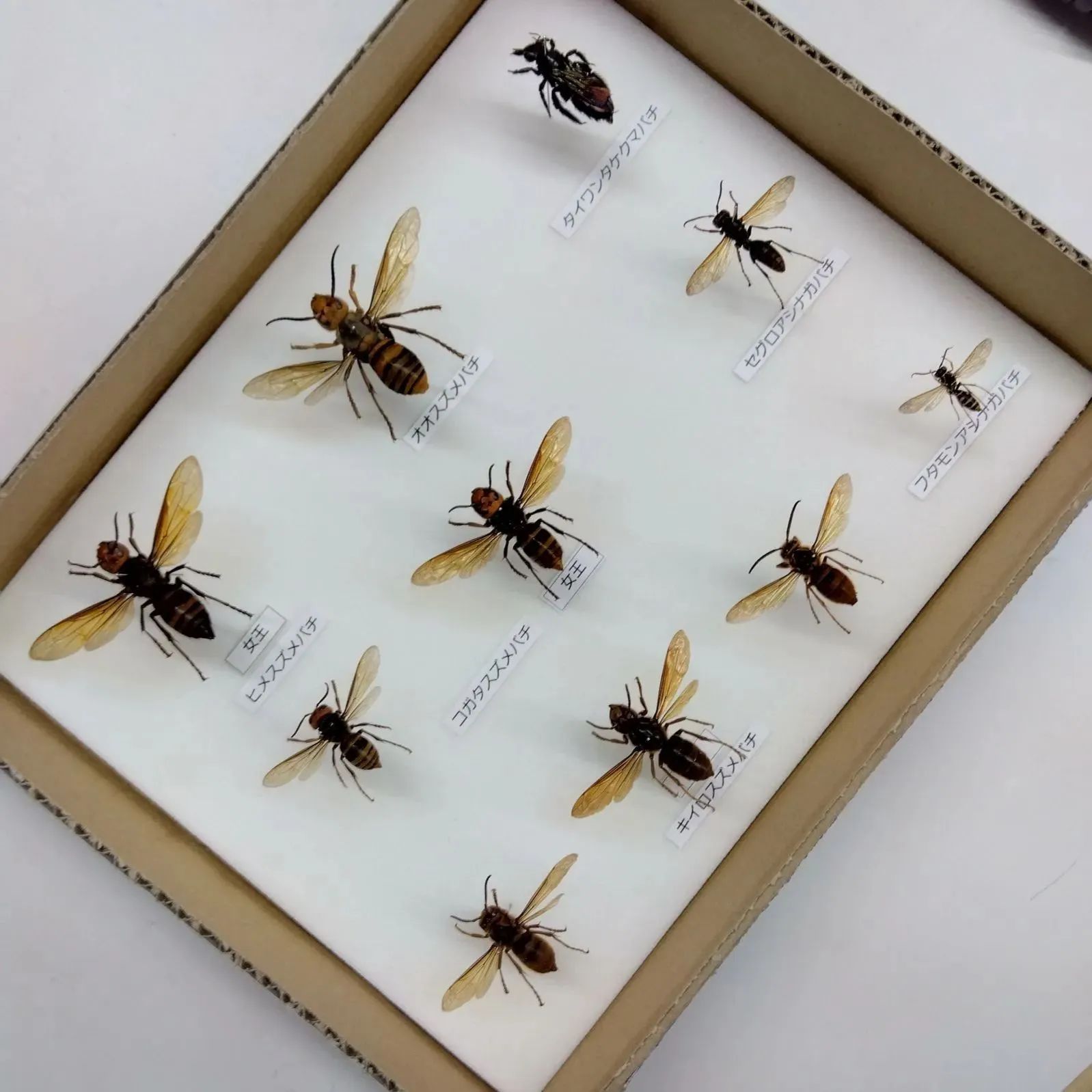 クマバチ オオスズメバチ 女王蜂 桐箱入り - 標本