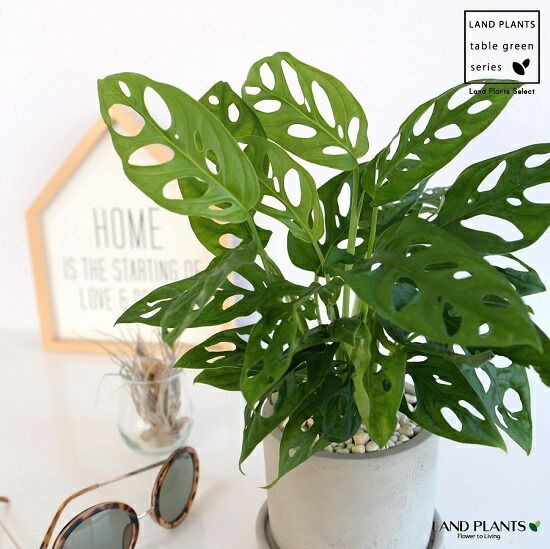 シノワズリ　ビンテージ　染付 青花　在銘　山水大壷　花瓶　大甕　オリジナル蓋付き シノワズリ ビンテージ 染付 青花 在銘 山水大壷 花瓶 大甕 オリジナル