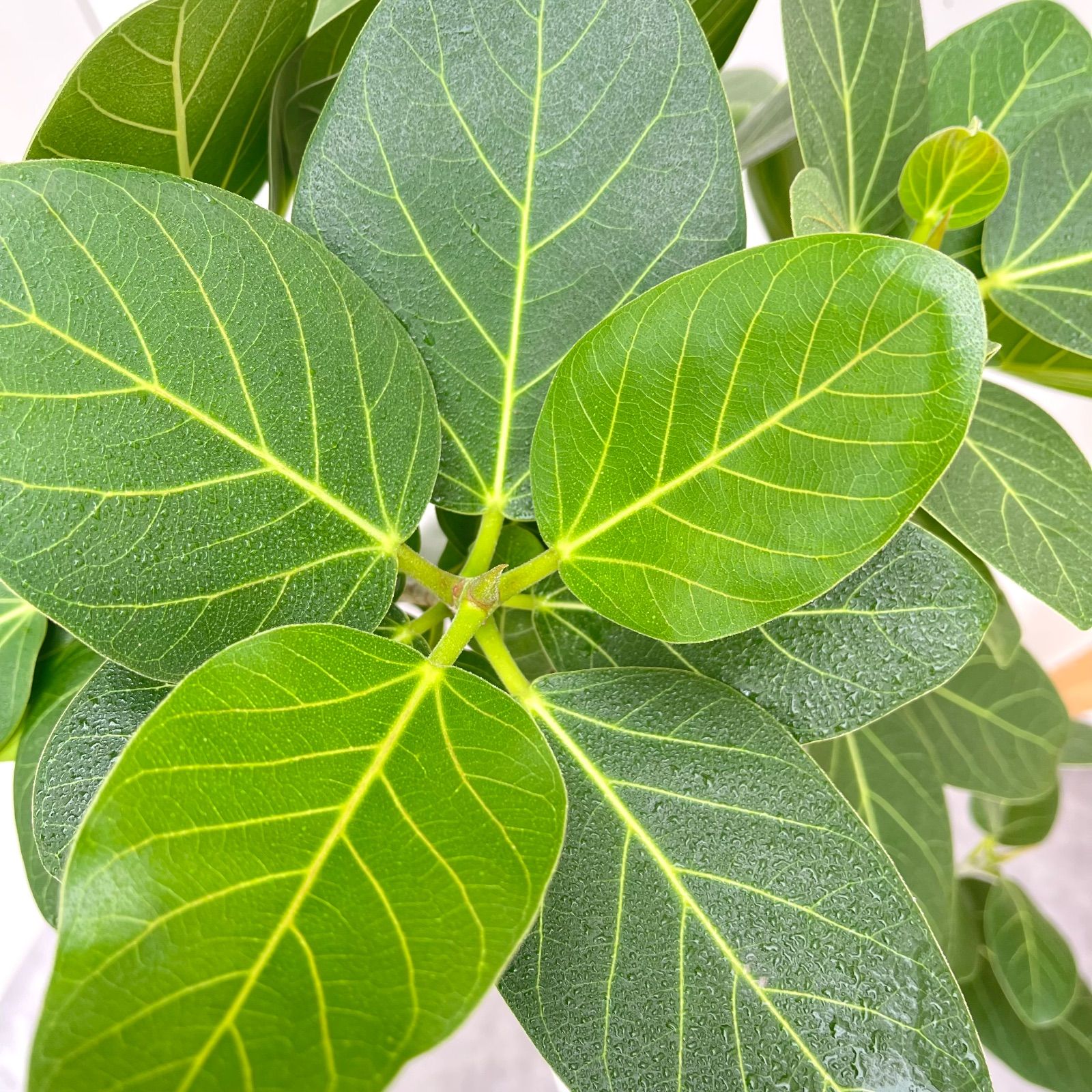 フィカス ベンガレンシス 曲がり 15 現品 観葉植物 大型 室内 YUZUMIYA_COM