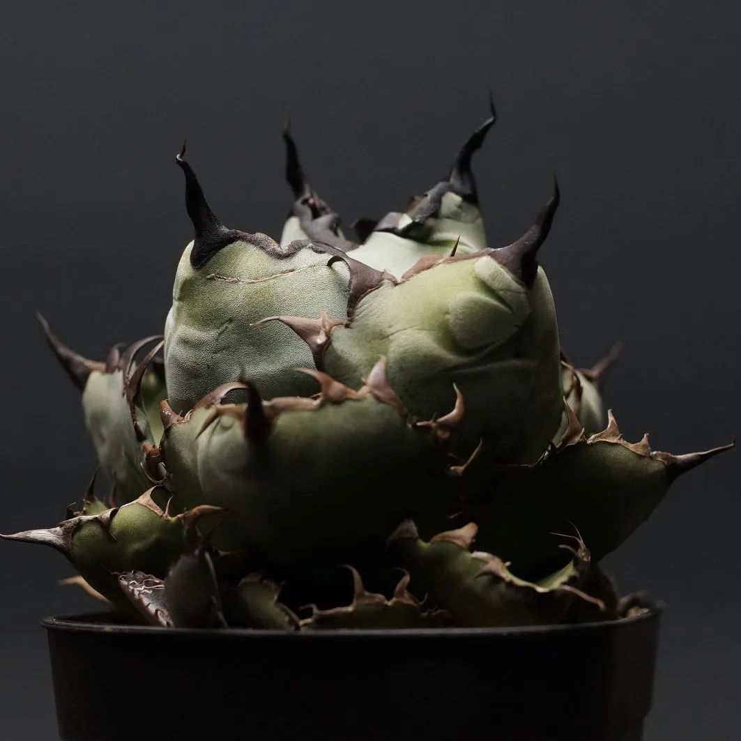 Agave