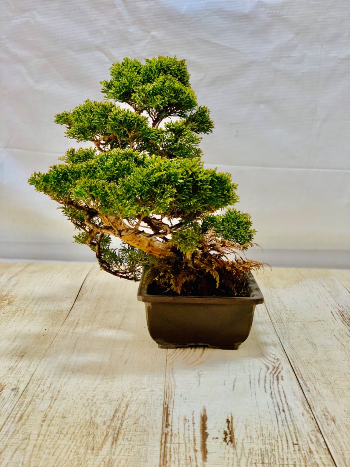 真柏(しんぱく) 盆栽 素材 真柏（シンパク） / 盆栽、多肉植物、塊根植物、観葉植物通販