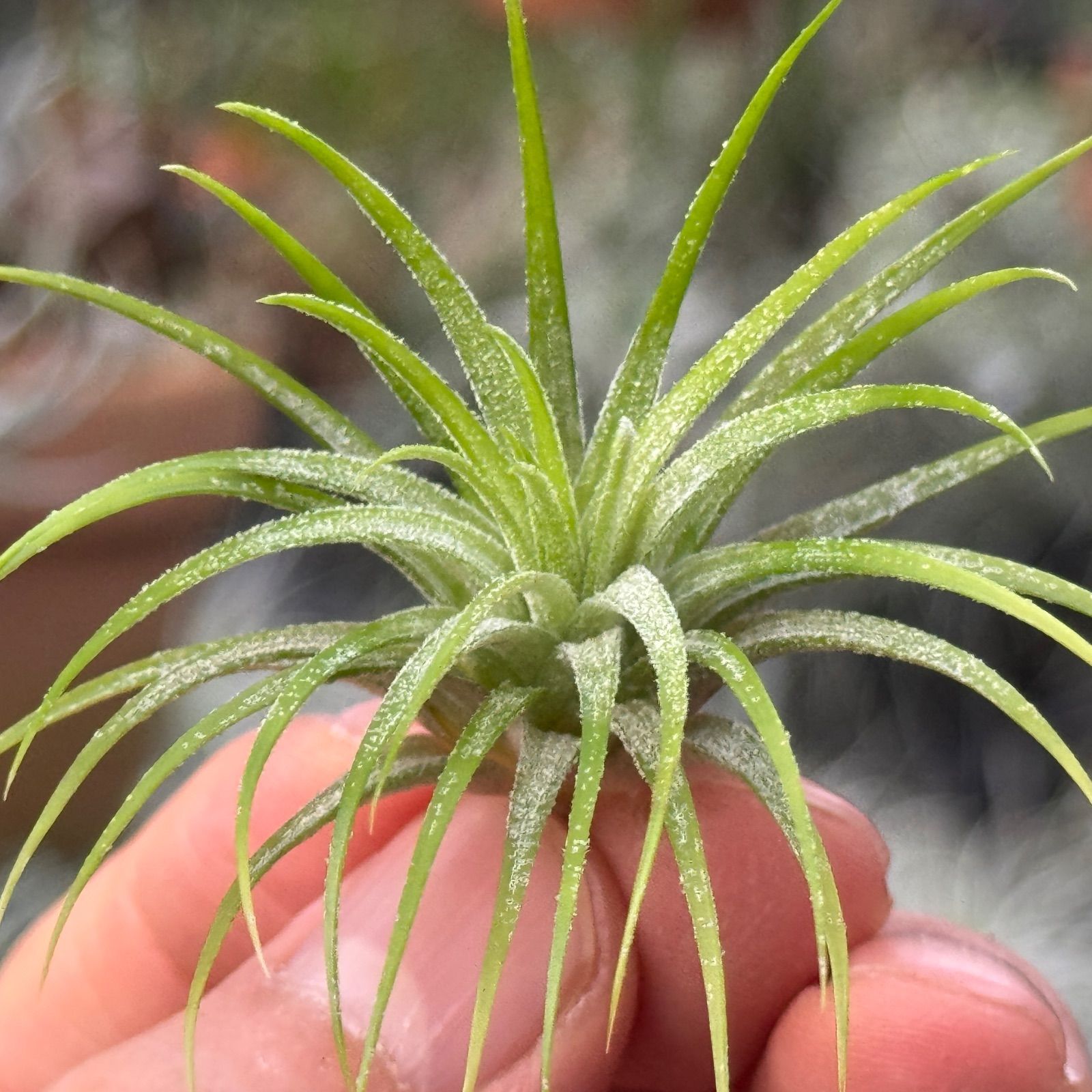 チランジア イオナンタ グリーン スノー Tillandsia ionantha green