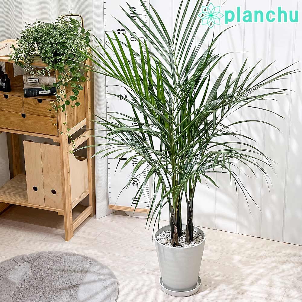 ❣️パキポディウム ラメリー 超大株❗️子株付き❣️抜き苗