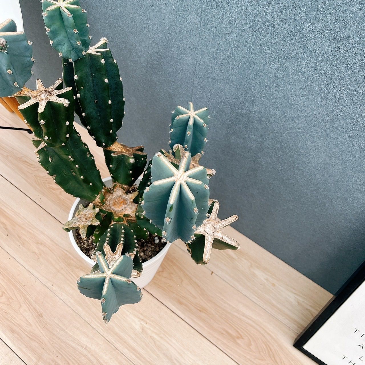 現品 19番 柱サボテン 鬼面角 ブランチ 8号 観葉植物 室内 大型 多肉植物 おしゃれ 人気 YUZUMIYA_COM