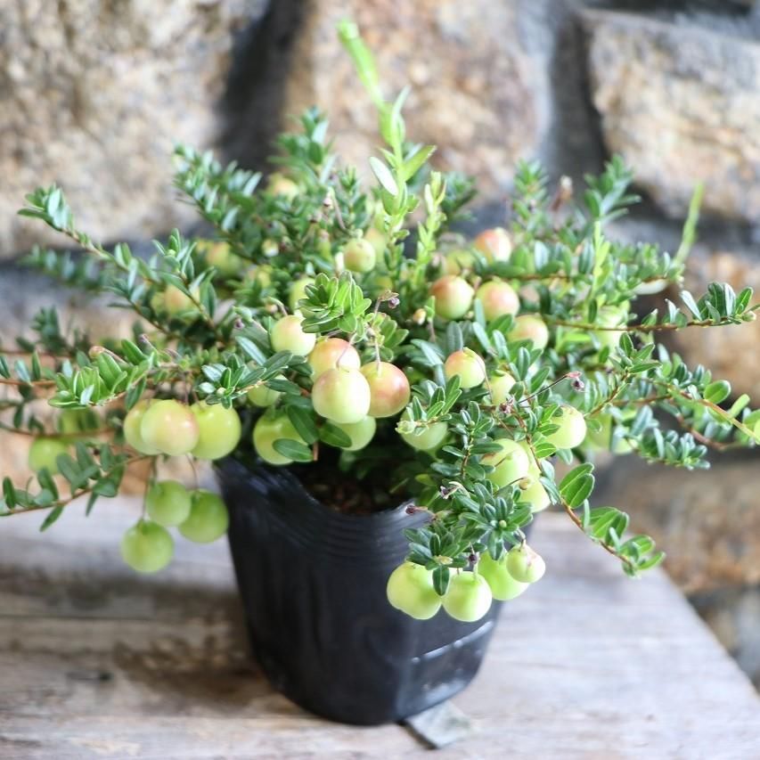 クランベリー 3.5号ポット苗 【3株販売】 果樹 苗木 寄せ植え