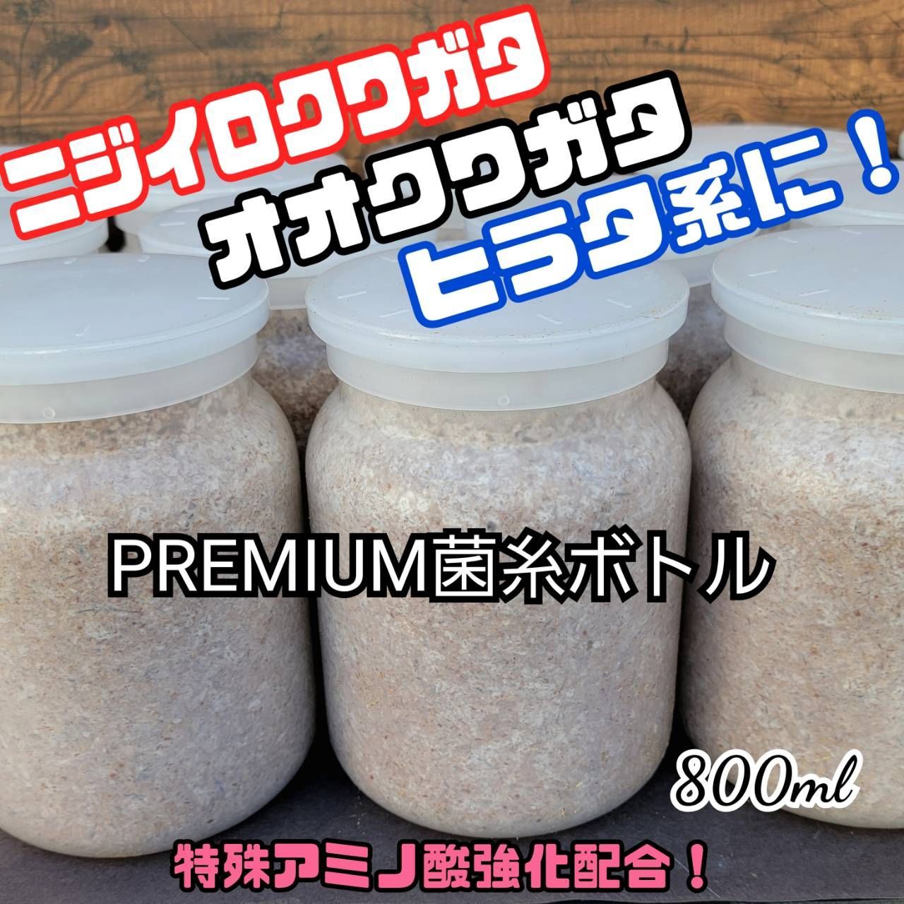 極上！ヒマラヤひらたけ菌糸瓶 800ml【10本セット】ニジイロクワガタに